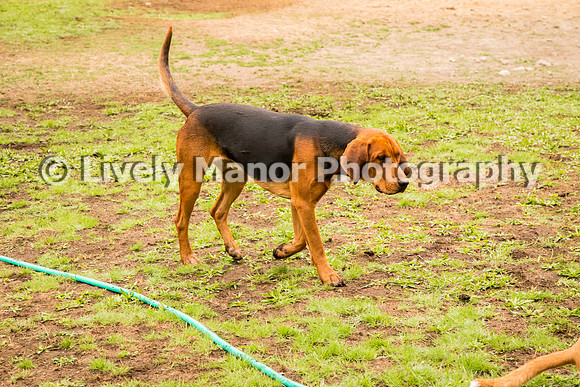 Hounds_0364