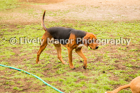 Hounds_0365