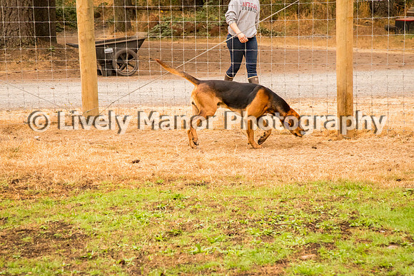 Hounds_0367