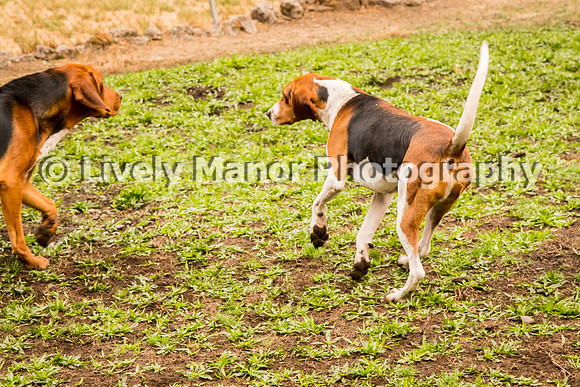 Hounds_0369