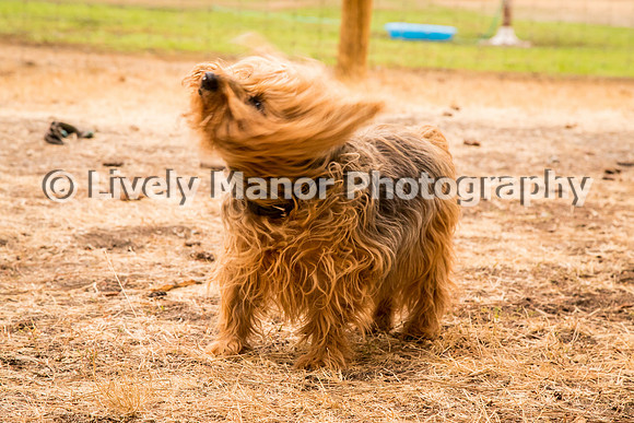 Hounds_0370