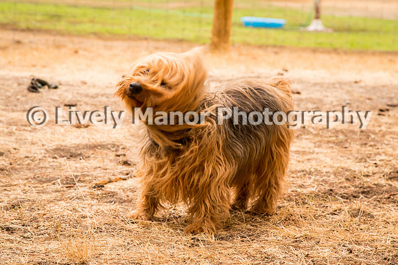 Hounds_0371