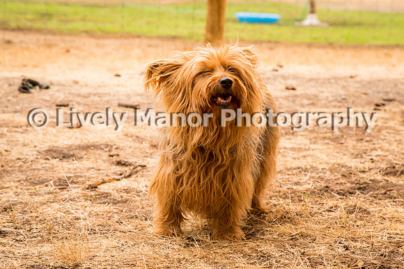 Hounds_0372