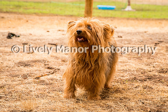 Hounds_0373