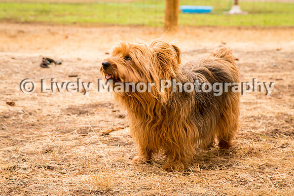 Hounds_0374
