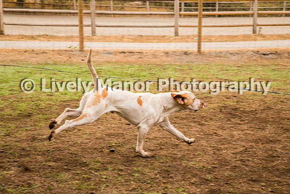 Iggy_0274
