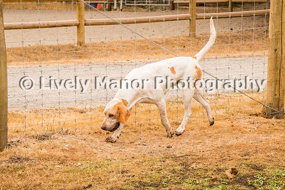 Iggy_0300