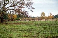 Hunt