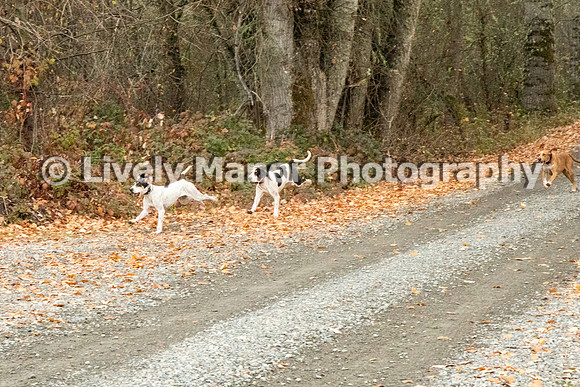 Hunt_6862
