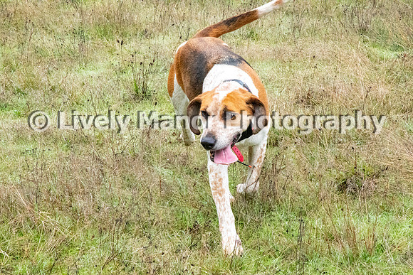 Hunt_6906